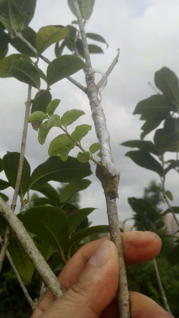 女贞下山桩还可以嫁接桂花树