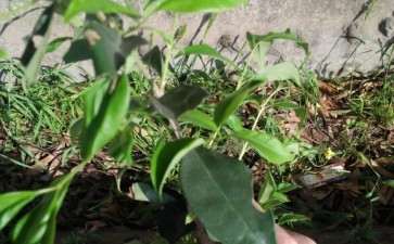 各位大大这是女贞下山桩吗 图片