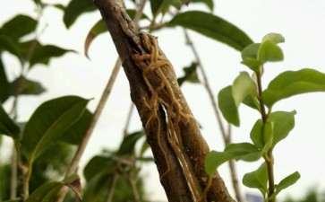 请教 大叶女贞下山桩可以嫁接什么