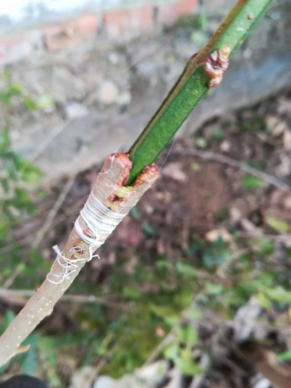 小叶女贞下山桩嫁接的迎春花活了