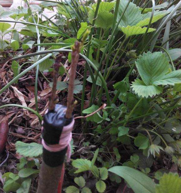 大叶女贞下山桩嫁接的桂花 活得让人担心