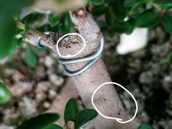 小叶女贞下山桩是什么虫来着