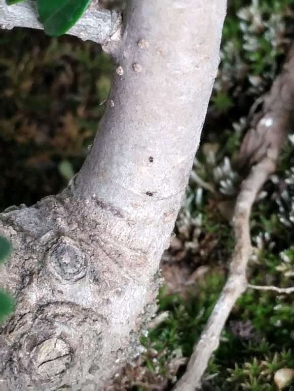 小叶女贞下山桩是什么虫来着