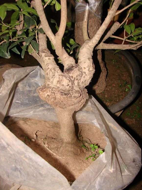 小叶女贞下山桩嫁接桂花已经有40多年