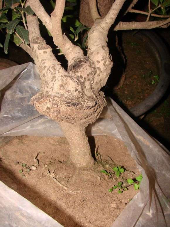 小叶女贞下山桩嫁接桂花已经有40多年