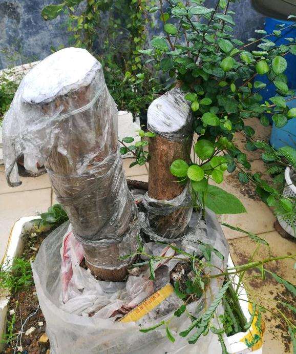 博兰下山桩已废 不来芽 风险大