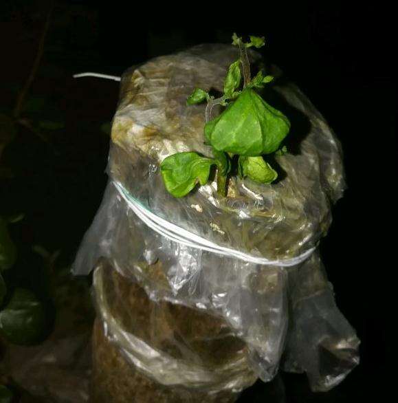 博兰下山桩已废 不来芽 风险大