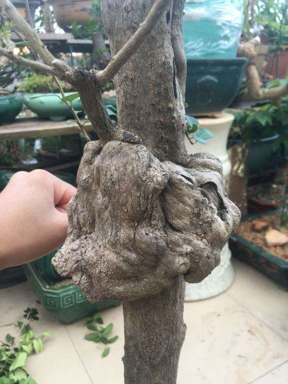 博兰下山桩瘤坨坨 怎么高压 图片