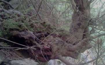 红豆杉下山桩 重约三百斤 可以吗