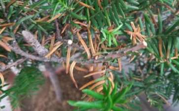 我的红豆杉下山桩是怎么了 图片