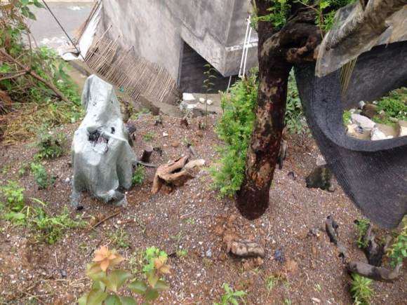 红豆杉下山桩大小4棵 全部成活 图片