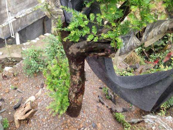 红豆杉下山桩大小4棵 全部成活 图片