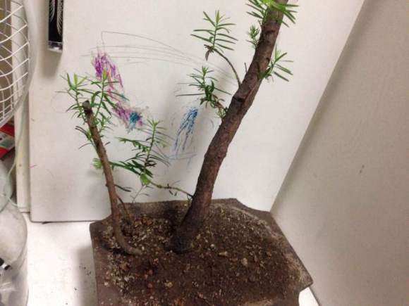 红豆杉下山桩大小4棵 全部成活 图片