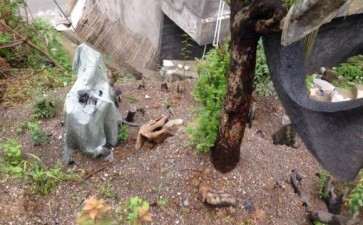 红豆杉下山桩大小4棵 全部成活 图片