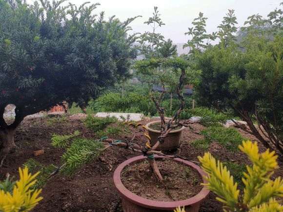 红豆杉下山桩 真的是很有意思 希望老师指正