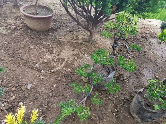 红豆杉下山桩 真的是很有意思 希望老师指正