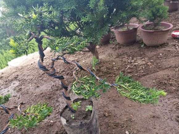 红豆杉下山桩 真的是很有意思 希望老师指正