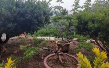 红豆杉下山桩 真的是很有意思 希望老师指正