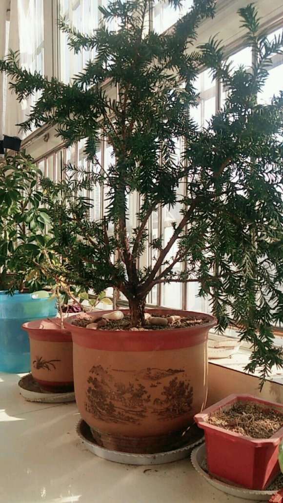 红豆杉下山桩该怎么修剪 才能做成盆景