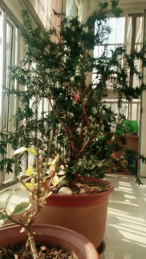 红豆杉下山桩该怎么修剪 才能做成盆景