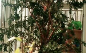 红豆杉下山桩该怎么修剪 才能做成盆景