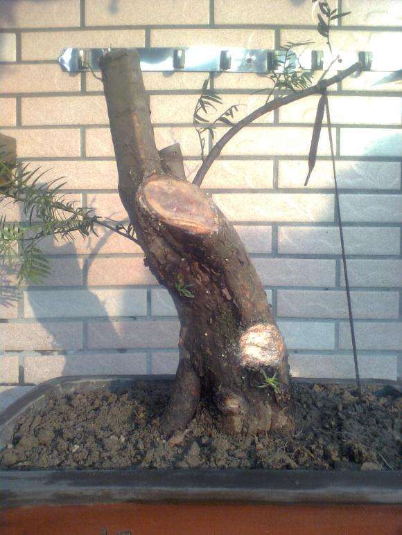 刚上盆的红豆杉下山桩