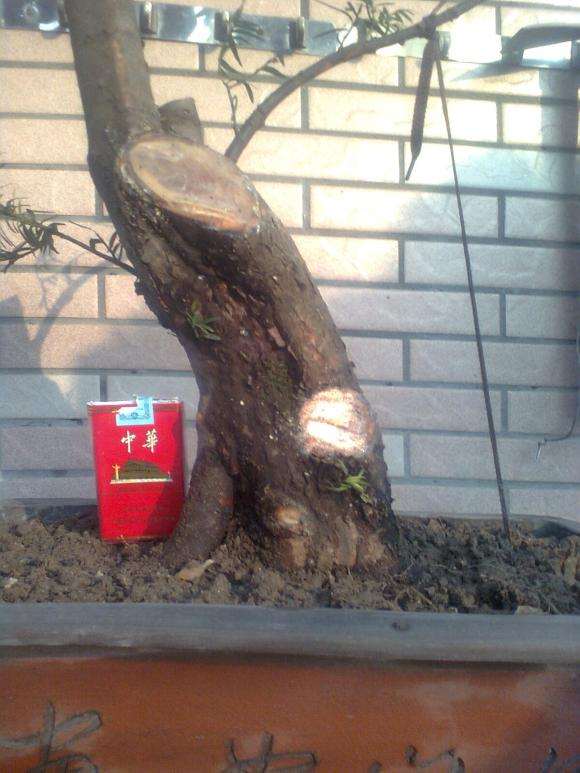 刚上盆的红豆杉下山桩