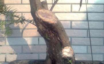 刚上盆的红豆杉下山桩 可以吗 图片