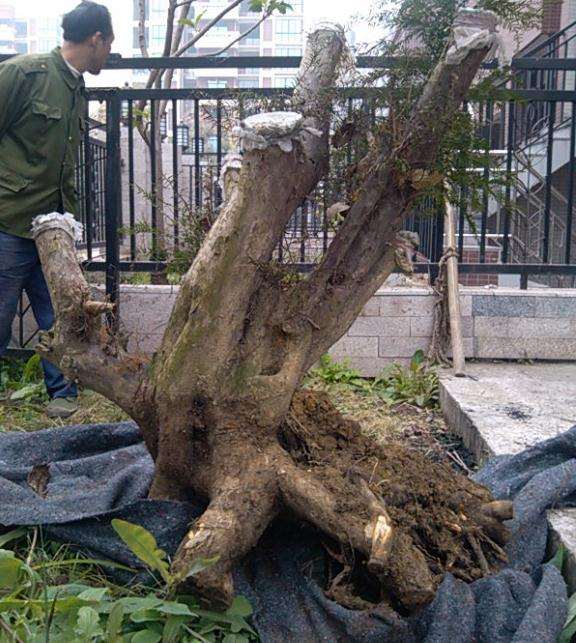 两年前的红豆杉下山桩 种在大盆中