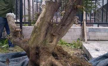 两年前的红豆杉下山桩 种在大盆中