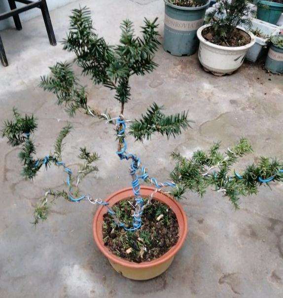 第一次做红豆杉下山桩 怎么修整 图片