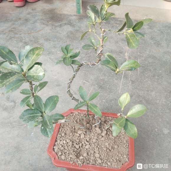 第一次做红豆杉下山桩 怎么修整 图片