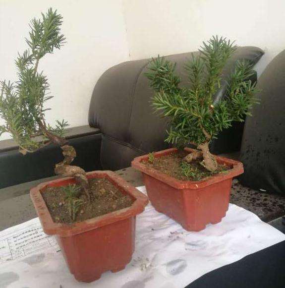 红豆杉下山桩有能分辨雌雄的吗