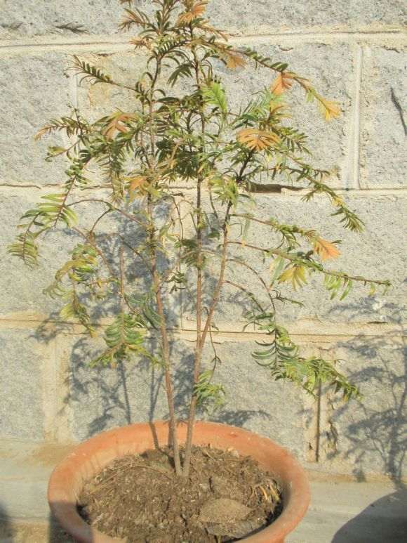 红豆杉下山桩移植室内盆栽后3年不发芽