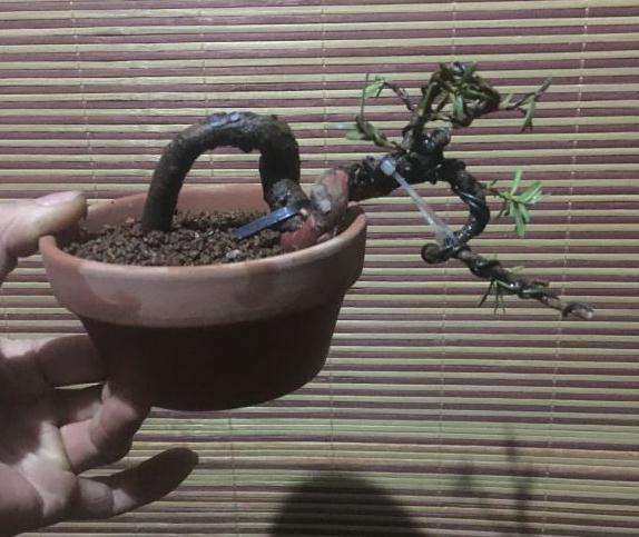 几棵小红豆杉下山桩上盆