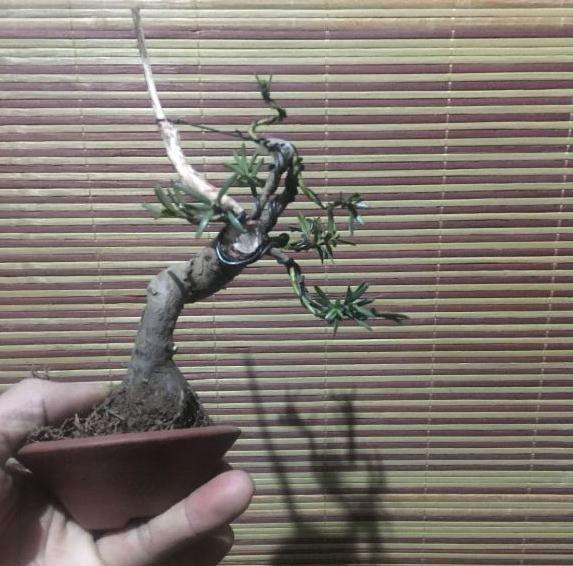 几棵小红豆杉下山桩上盆