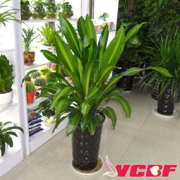 巴西木无土盆栽营养液的配制