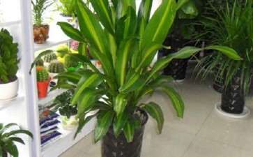 巴西木无土盆栽营养液的配制