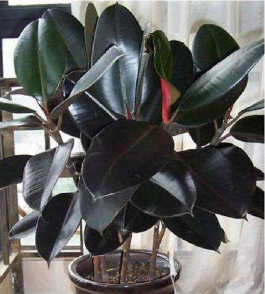 北方橡皮树怎么盆栽的5个技术