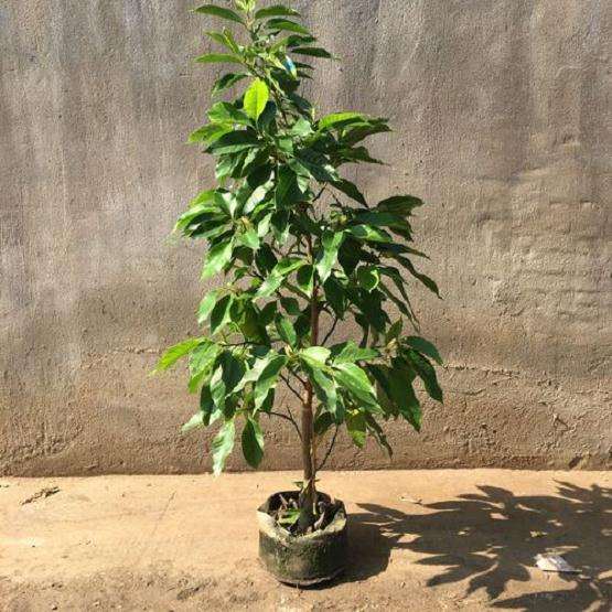 北方阳台怎么盆栽白兰的5个方法