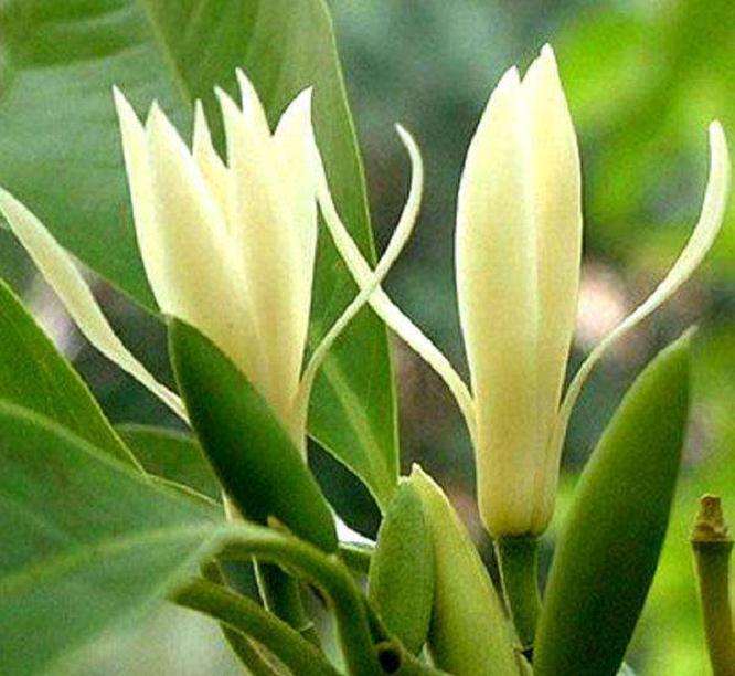 北方阳台怎么盆栽白兰的5个方法