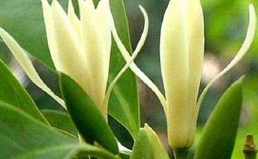 北方阳台怎么盆栽白兰的5个方法