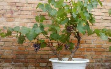 葡萄树桩盆栽怎么上盆的3个方法