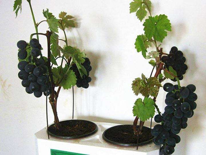 葡萄盆栽怎么肥水管理的3个方法