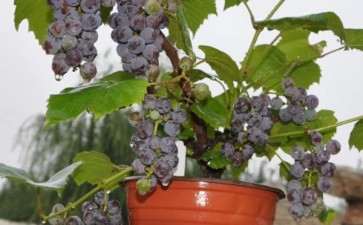 葡萄树桩盆栽怎么修剪的2个方法