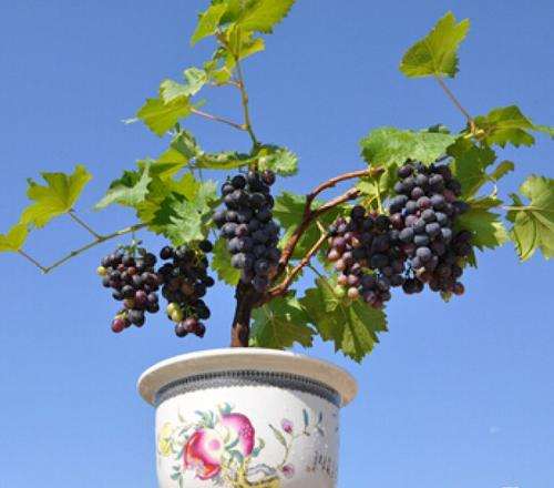 葡萄盆栽的花与果实怎么管理