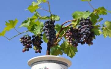 葡萄盆栽的花与果实怎么管理