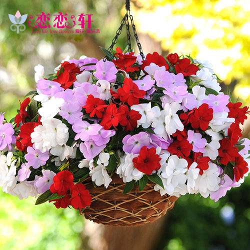 非洲凤仙怎么盆栽管理的3个方法