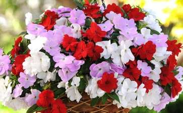 非洲凤仙怎么盆栽管理的3个方法
