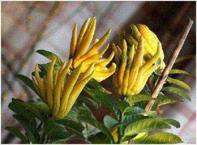 佛手盆栽怎么疏花疏果的3个方法